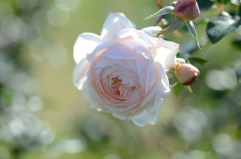 Картинка цветы розы кремовый