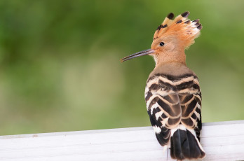 Картинка животные удоды хохолок