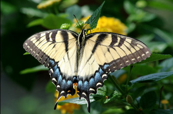Картинка животные бабочки крылья
