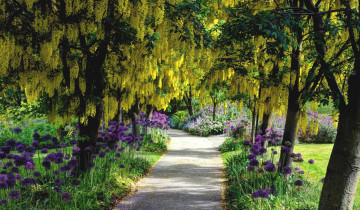 Картинка цветы разные вместе глициния аллиум