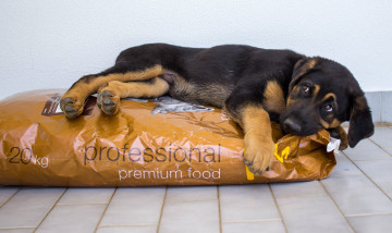 Картинка животные собаки корм щенок овчарка