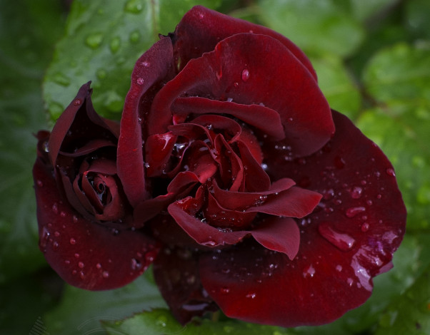 Обои картинки фото цветы, розы, макро, капли, лепестки