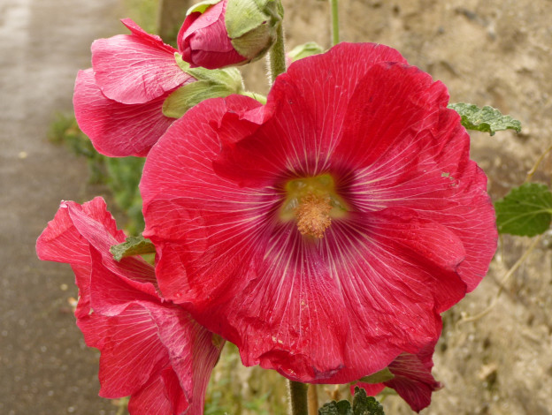 Обои картинки фото цветы, мальвы, мальва