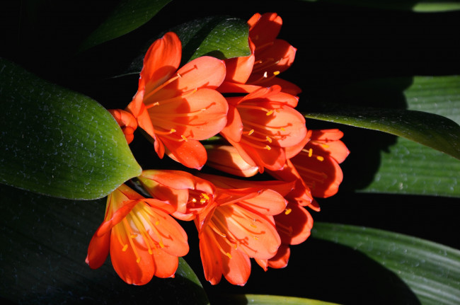 Обои картинки фото цветы, кливия, оранжевый