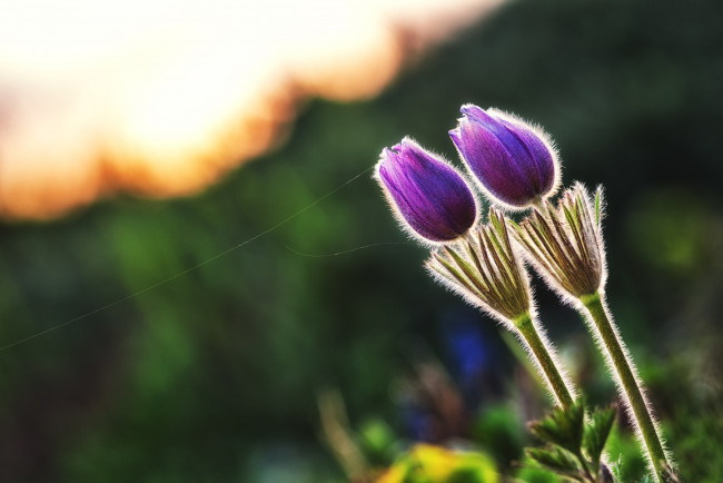 Обои картинки фото цветы, анемоны, адонисы, парочка, бутоны, дуэт