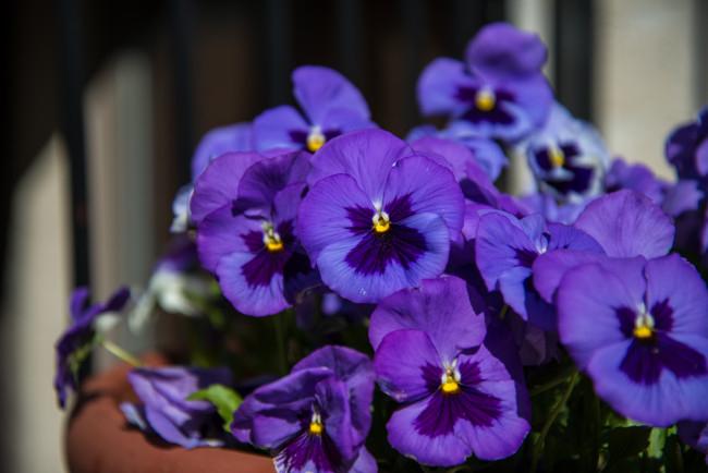 Обои картинки фото цветы, анютины, глазки, садовые, фиалки, фиолетовый