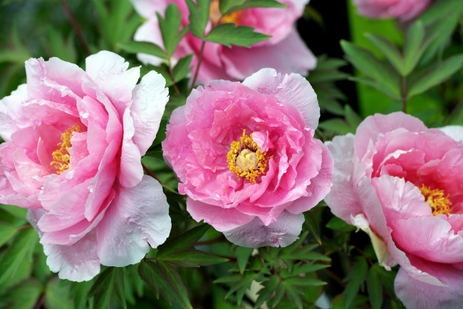 Обои картинки фото цветы, пионы, розовый