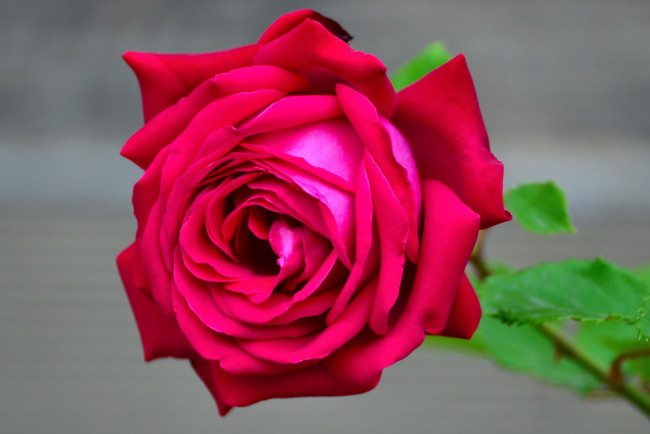 Обои картинки фото цветы, розы, бутон, макро