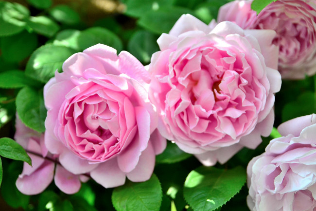 Обои картинки фото цветы, розы, макро