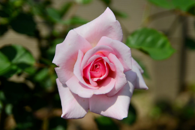 Обои картинки фото цветы, розы, макро, бутон