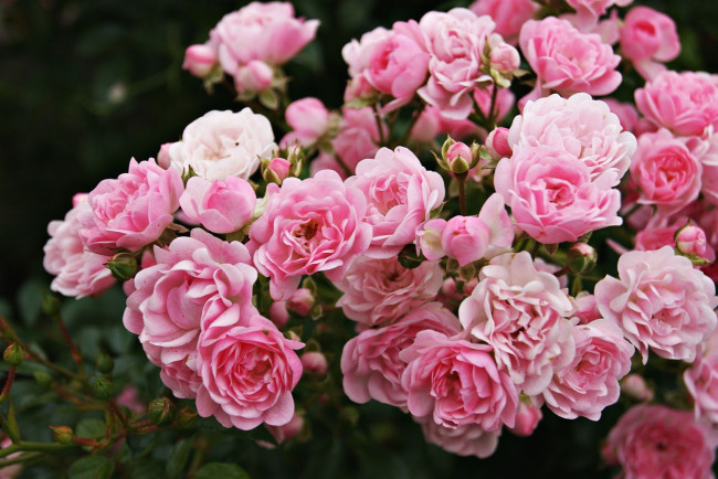 Обои картинки фото цветы, розы, розовый