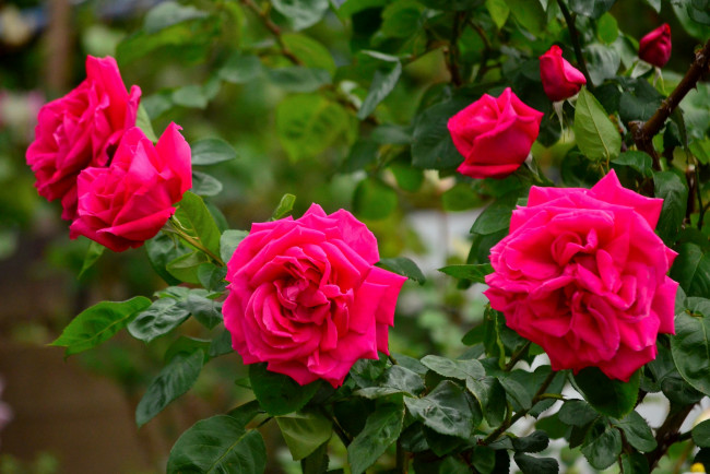 Обои картинки фото цветы, розы, розовый, куст