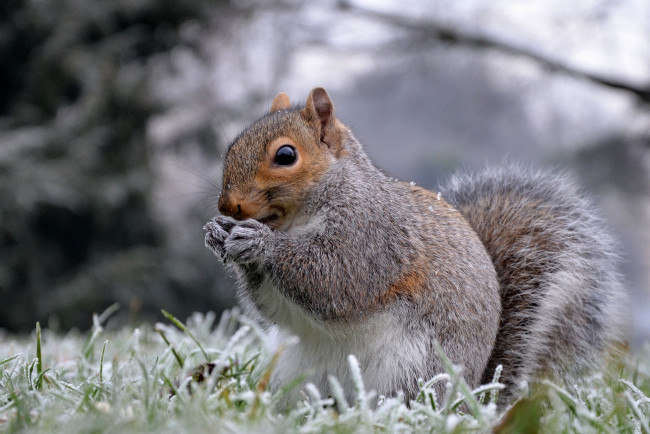Обои картинки фото животные, белки, иней, трава