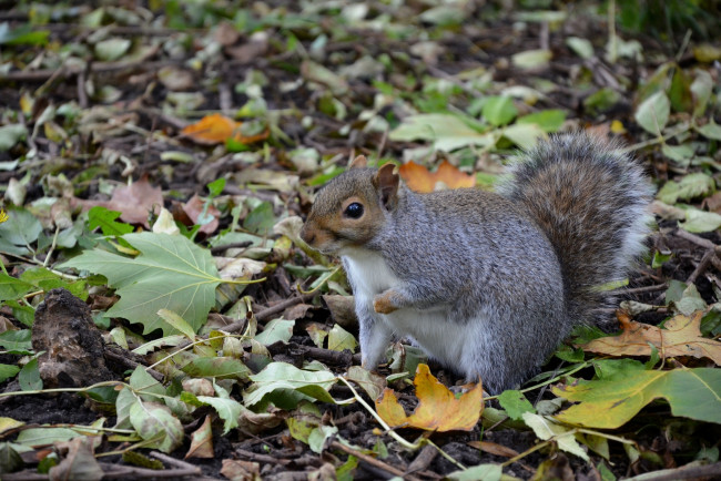 Обои картинки фото животные, белки, листья