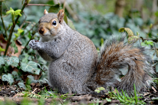 Обои картинки фото животные, белки, трава