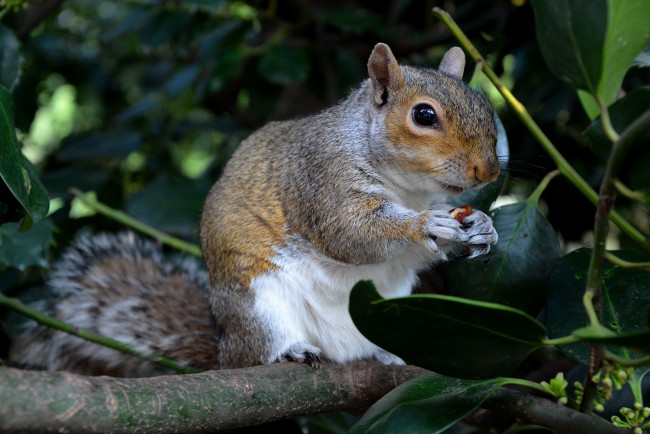 Обои картинки фото животные, белки, ветка, листья