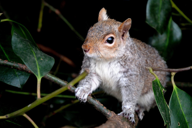 Обои картинки фото животные, белки, ветки, листья