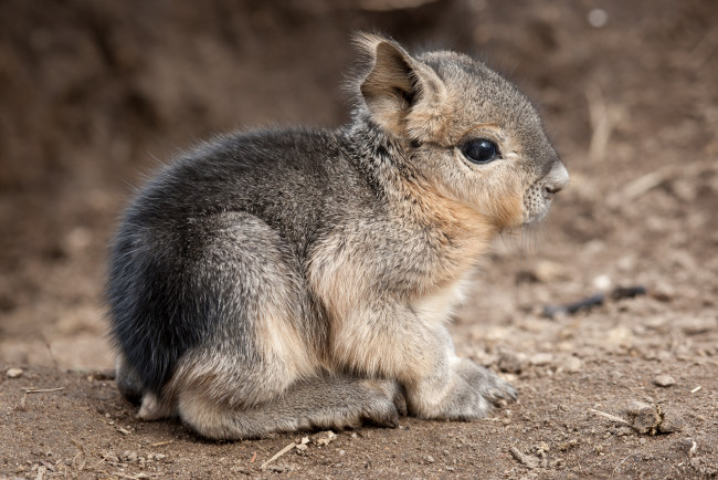 Обои картинки фото животные, мары, патагонская, морская, свинка, милый