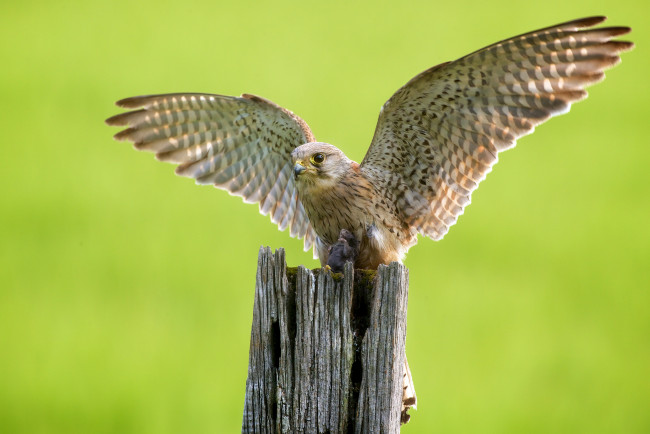 Обои картинки фото животные, птицы, хищники, крылья