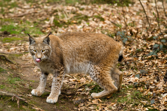 Обои картинки фото животные, рыси, кошка