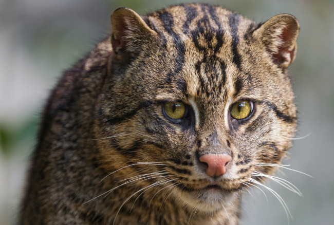 Обои картинки фото животные, дикие, кошки, кошка-рыболов