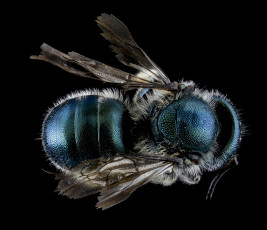 Картинка животные насекомые макросъемка насекомое