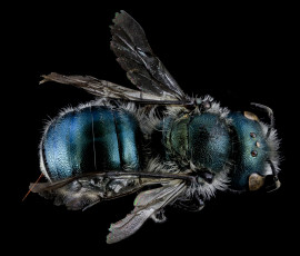 обоя животные, насекомые, насекомое, макросъемка