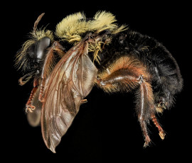 Картинка животные насекомые насекомое макросъемка