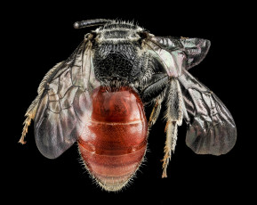 Картинка животные насекомые насекомое макросъемка