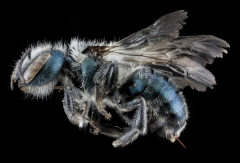 Картинка животные насекомые насекомое макросъемка