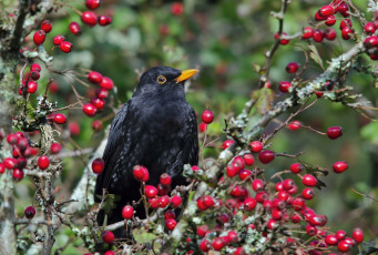 Картинка животные птицы ягоды