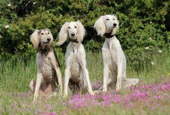 Картинка животные собаки трио