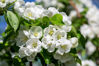 Картинка цветы цветущие+деревья+ +кустарники весна