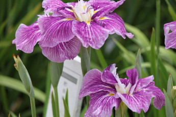 Картинка цветы ирисы бутоны