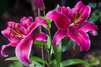 Картинка цветы лилии +лилейники малиновый