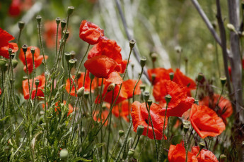 Картинка цветы маки красный