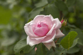 Картинка цветы розы розовый