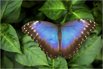 Картинка животные бабочки крылья