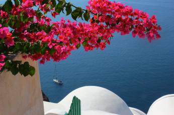 Картинка цветы бугенвиллея экзотика море
