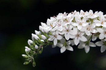 Картинка цветы вербейники белый