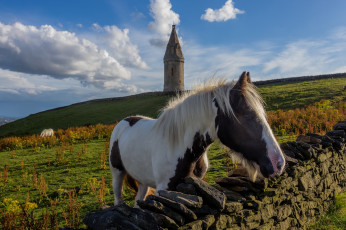 Картинка животные лошади грива морда башня ограда