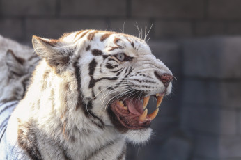 Картинка животные тигры клыки пасть оскал морда злость хищник угроза