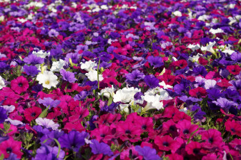 Картинка цветы петунии +калибрахоа ковер