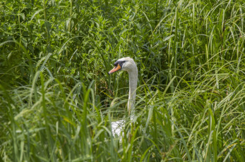 Картинка животные лебеди заросли