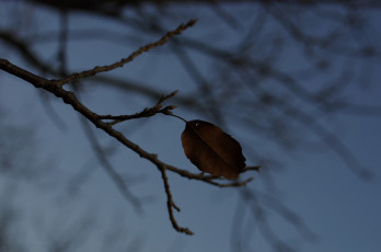 Картинка природа листья тень макро сумерки ветка