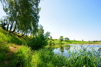 Картинка природа реки озера вода береза