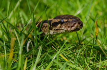 Картинка животные змеи +питоны +кобры трава