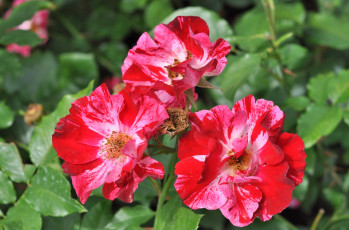 Картинка цветы розы пестрый