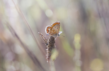 Картинка животные бабочки крылья макро нежность