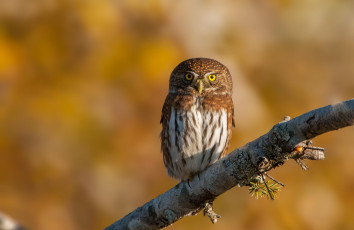 Картинка животные совы ветка птица сова фон природа воробьиный сыч